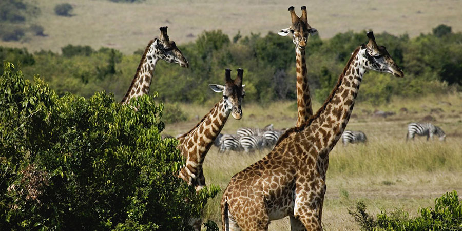 3 Days Nairobi - Masai - Mara - Private - Safari - Tour
