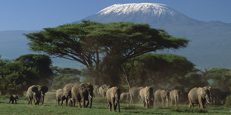 4 Days Nairobi Amboseli, Tsavo West, Tsavo East Safari